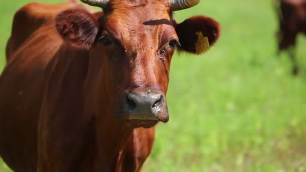 Les vaches paissent dans une ferme 
