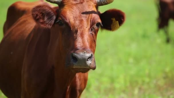 Koeien zijn grazen op een boerderij — Stockvideo