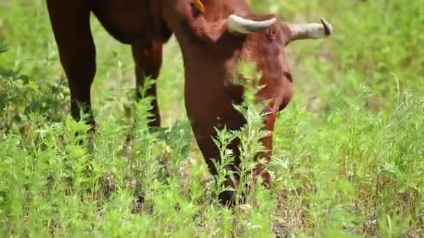 Vacas pastando em um dia ensolarado — Vídeo de Stock