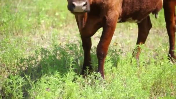 牛在草地上阳光灿烂的日子 — 图库视频影像