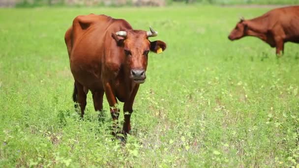 Коровы пасутся в поле в солнечный день — стоковое видео