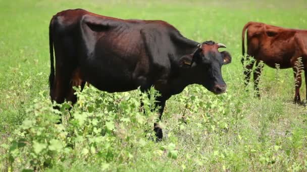 母牛正在吃草在字段中阳光明媚的日子 — 图库视频影像