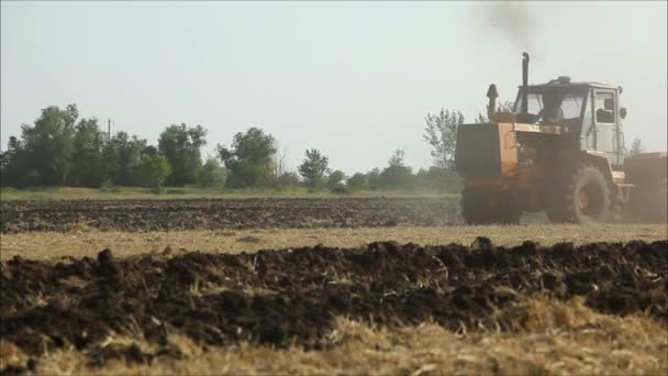 Tractor cabalga a través de un campo de trigo — Vídeo de stock