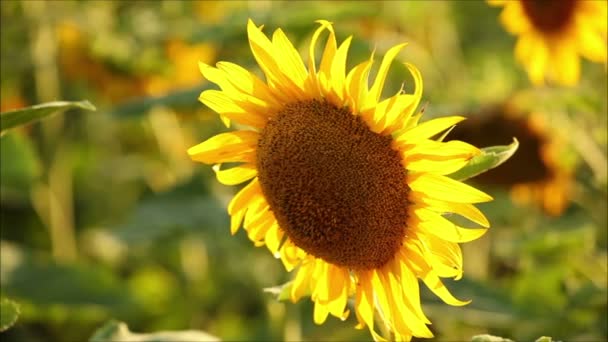 花向日葵在阳光明媚的夏日 — 图库视频影像