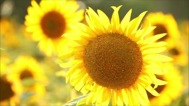 Hermosos girasoles por la noche — Vídeo de stock