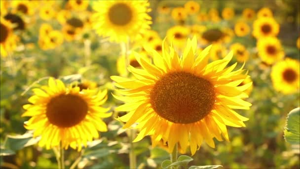 tournesols par une journée ensoleillée
