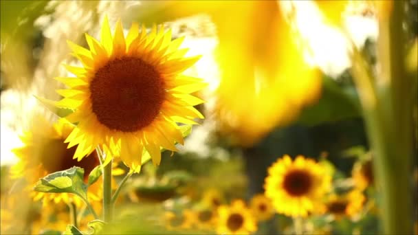 Flowers sunflower on a summer evening — Stock Video