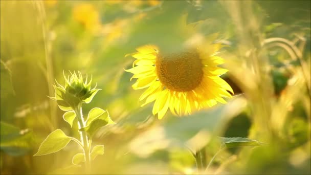 夏の夜のひまわりの花 — ストック動画