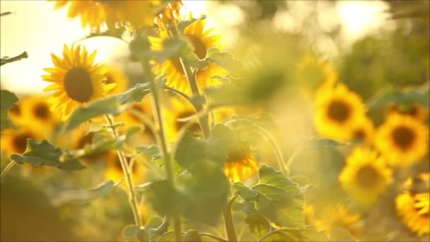 Урожай соняшнику в сонячний літній день — стокове відео