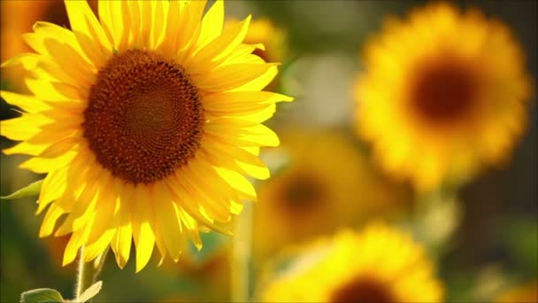 květy slunečnice za slunečného letního dne