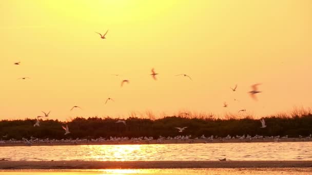 Gulls in the sky at sunset — Stock Video