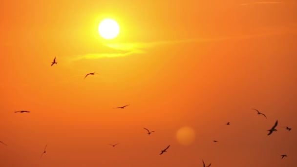 Gaviotas en el cielo al atardecer — Vídeo de stock