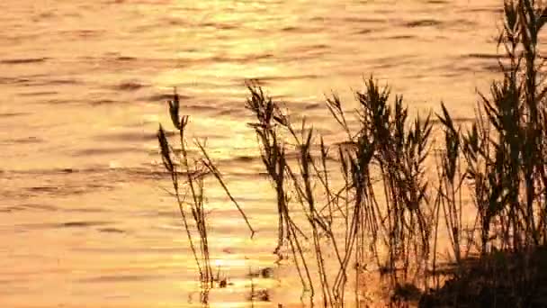 植物在水中的自然背景 — 图库视频影像