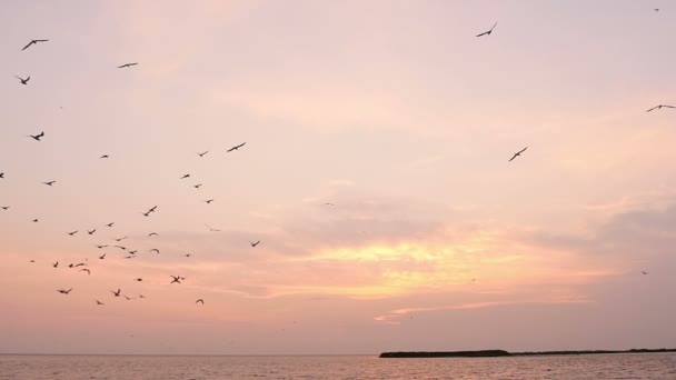 Gaviotas en el cielo al atardecer — Vídeo de stock