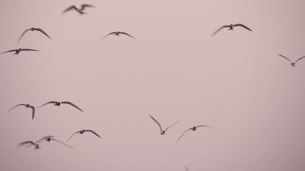 Πουλιά που πετούν πάνω από τον ουρανό — Αρχείο Βίντεο