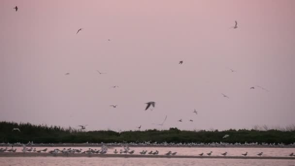 Sea gulls at the coast line — Stock Video