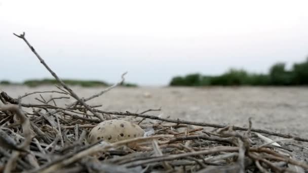 Måsarna häckar med ett ägg — Stockvideo