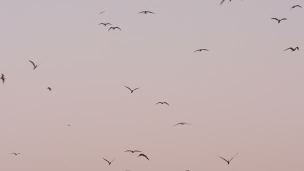 Pájaros volando sobre el cielo — Vídeos de Stock