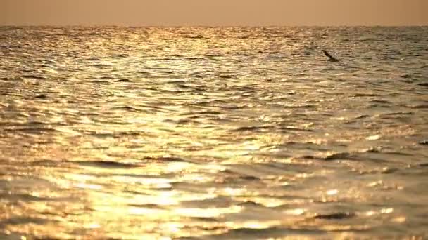 La gaviota vuela sobre la superficie del mar — Vídeos de Stock