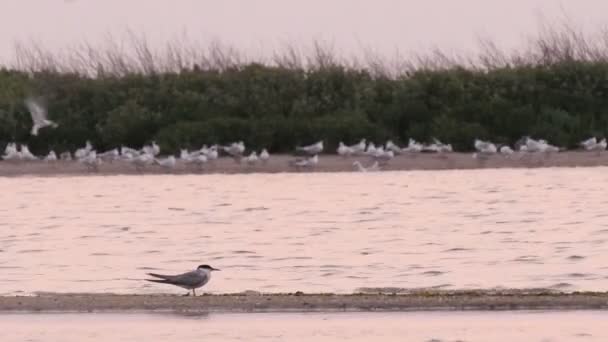Морские чайки на береговой линии — стоковое видео