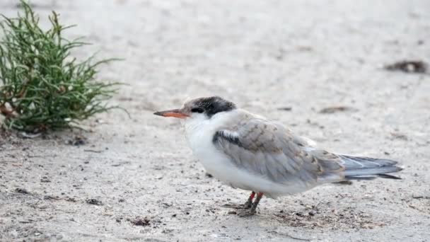 Seagull sitting on a nest — Stock Video