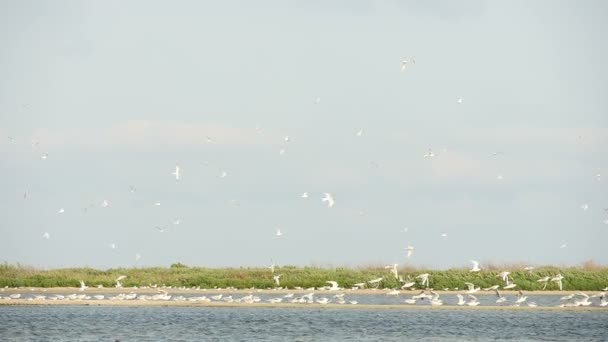 Чайки, летящие с морского берега — стоковое видео