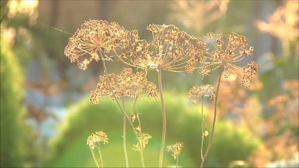 Dill på solstrålarna — Stockvideo