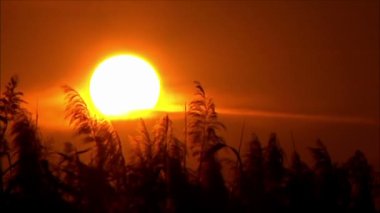 gün batımında güzel çayır