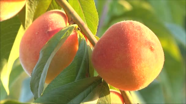 Melocotón frutas en un árbol — Vídeos de Stock