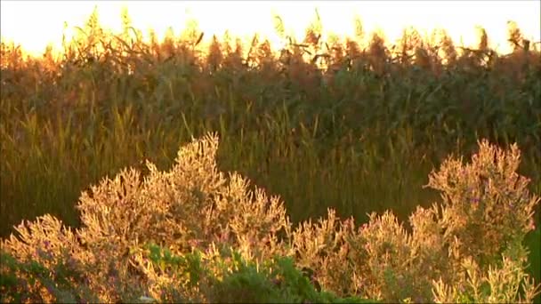 草甸在夕阳的光线 — 图库视频影像
