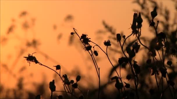 Луговые цветы на закате — стоковое видео