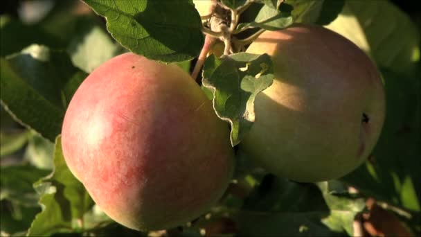 Beautiful red apples — Stock Video