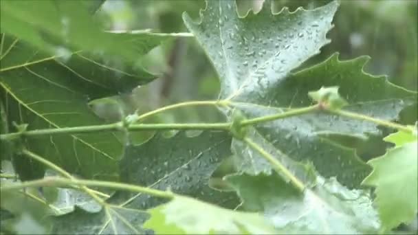 Akçaağaç yaprakları yağmur altında — Stok video