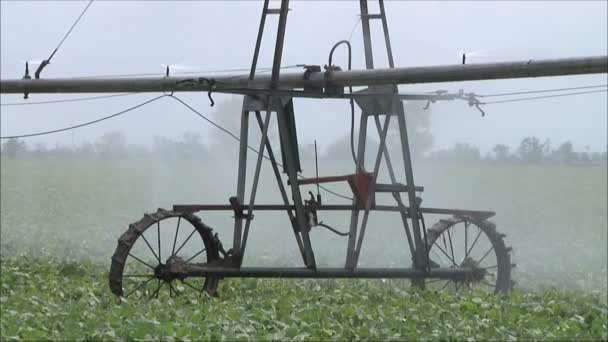 Irrigation on the field at day — Stock Video