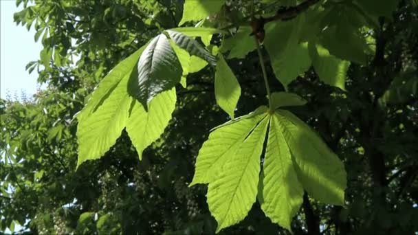 在夏天的板栗树 — 图库视频影像