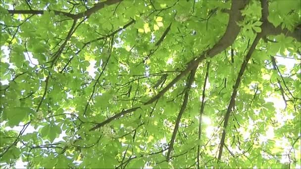Chestnut tree at summer — Stock Video