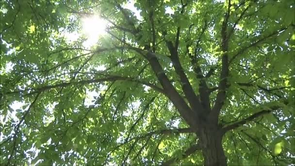 Kastanienbaum im Sommer — Stockvideo