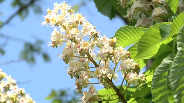 Kastanjeboom bloemen in bloei — Stockvideo