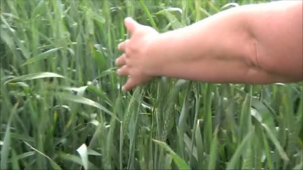Рука касается быстрой пшеницы — стоковое видео