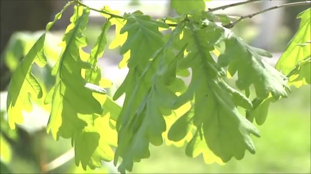 Дубовые листья на солнечных лучах — стоковое видео