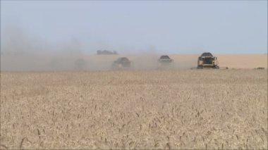 alanında çalışan shearers hasat