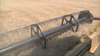 buğday hasat toplar