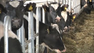 İnekler süt çiftliğinde