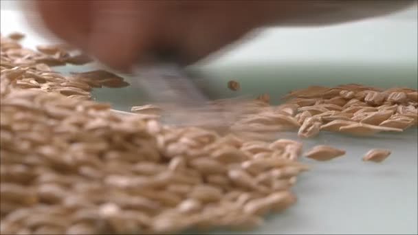 Análisis de la calidad del grano — Vídeo de stock