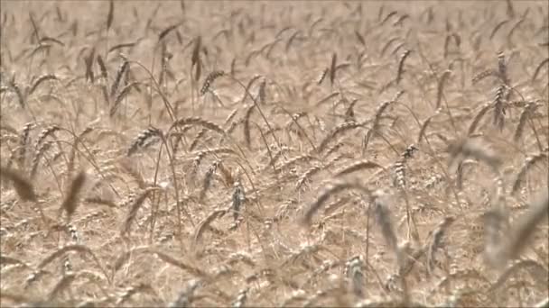 Ripe wheat ears in field — Stock Video