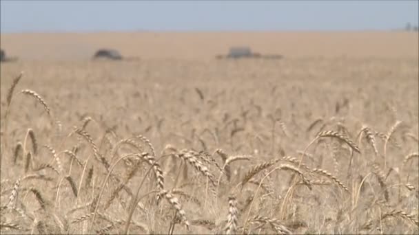 Esquiladores de cosecha que trabajan en el campo — Vídeos de Stock