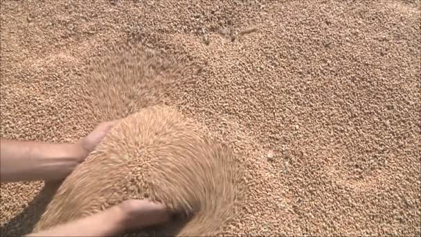 Farmer takes grains — Stock Video