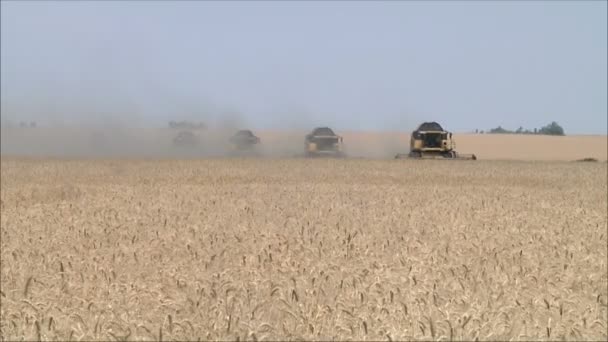 Збирачі врожаю, що працюють у полі — стокове відео