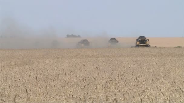 Maszyny zniwne kombajnów pracujących w dziedzinie — Wideo stockowe