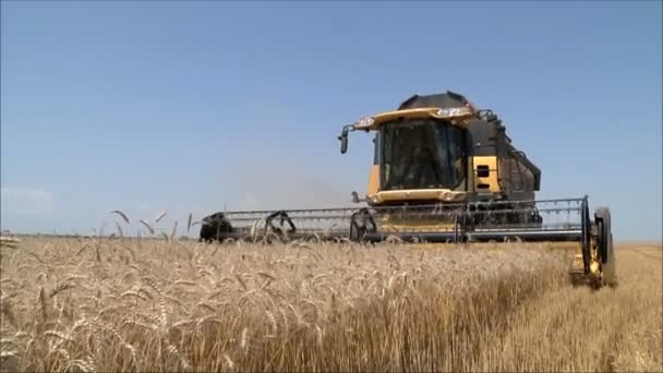 récolte haveuse travaillant dans le champ 